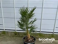 Chamaerops humilis ca. 100 cm - afbeelding 2 van  6