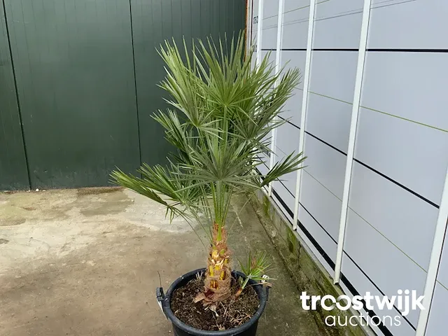 Chamaerops humilis ca. 100 cm - afbeelding 3 van  6