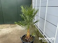 Chamaerops humilis ca. 100 cm - afbeelding 3 van  6