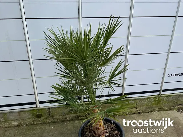 Chamaerops humilis ca. 100 cm - afbeelding 4 van  6