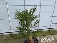 Chamaerops humilis ca. 100 cm - afbeelding 4 van  6