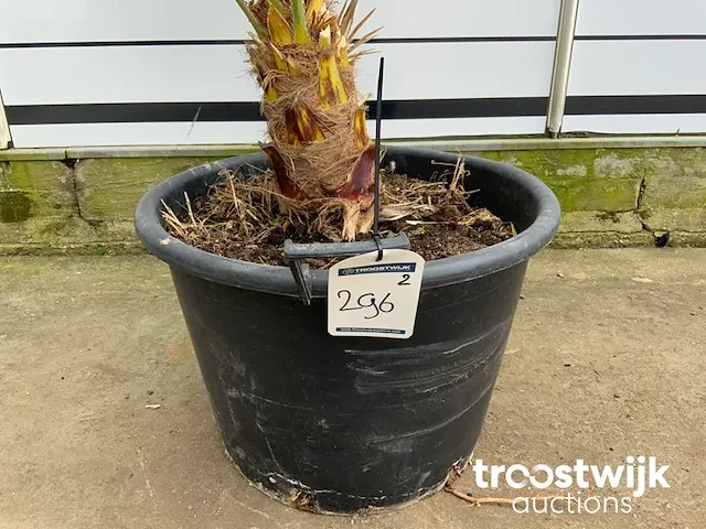 Chamaerops humilis ca. 100 cm - afbeelding 5 van  6
