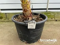 Chamaerops humilis ca. 100 cm - afbeelding 5 van  6