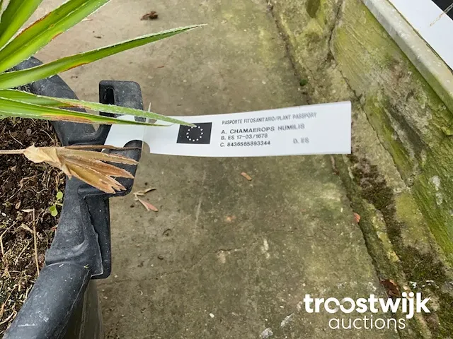 Chamaerops humilis ca. 100 cm - afbeelding 6 van  6