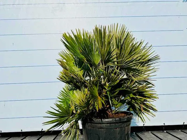 Chamaerops humilis vulcano 120cm - afbeelding 1 van  1