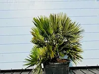 Chamaerops humilis vulcano 120cm - afbeelding 1 van  1