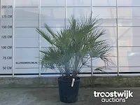 Chamaerops humilis - afbeelding 1 van  5