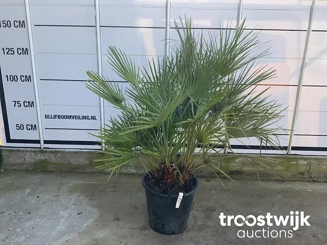 Chamaerops humilis - afbeelding 2 van  5