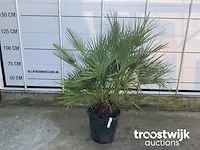 Chamaerops humilis - afbeelding 2 van  5