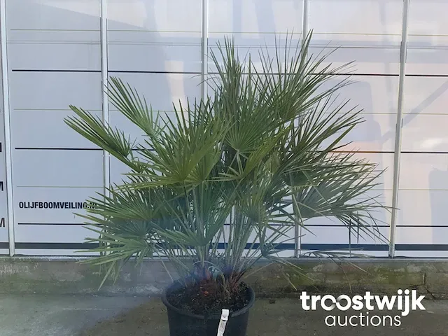 Chamaerops humilis - afbeelding 3 van  5