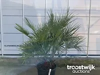 Chamaerops humilis - afbeelding 3 van  5