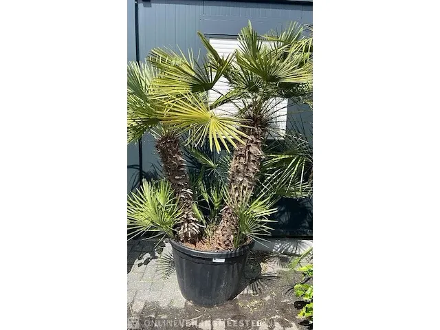 Chamaerops palm 3 stammen 190 cm - afbeelding 1 van  1