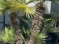 Chamaerops palm 3 stammen 190 cm - afbeelding 1 van  1
