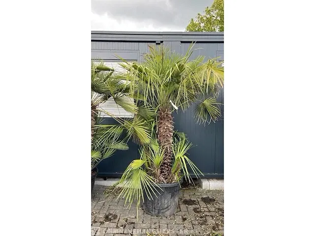 Chamaerops palm 4 stammen 200 cm - afbeelding 1 van  1