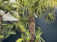 Chamaerops palm 4 stammen 200 cm - afbeelding 1 van  1