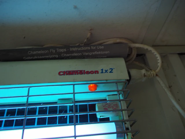 Chameleon - afbeelding 4 van  4