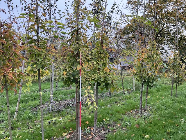 Chinese esdoorn - acer davidii (4x) - afbeelding 1 van  4