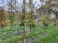 Chinese esdoorn - acer davidii (4x) - afbeelding 1 van  4