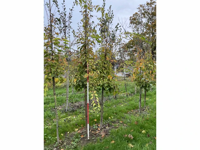 Chinese esdoorn - acer davidii (4x) - afbeelding 2 van  4