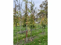 Chinese esdoorn - acer davidii (4x) - afbeelding 2 van  4