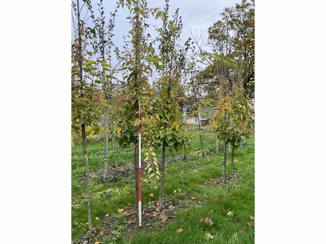Chinese esdoorn - acer davidii (4x) - afbeelding 3 van  4