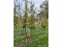 Chinese esdoorn - acer davidii (4x) - afbeelding 3 van  4