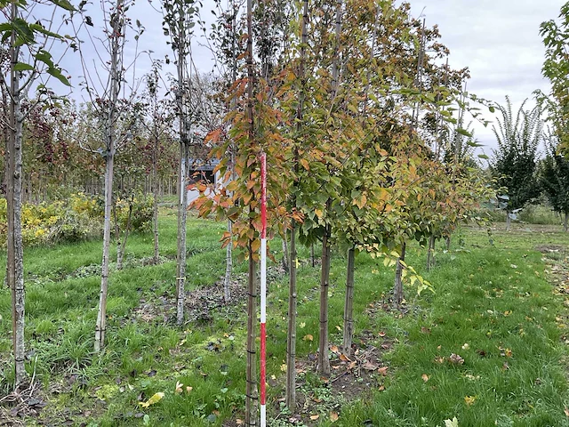 Chinese esdoorn - acer davidii (6x) - afbeelding 1 van  5