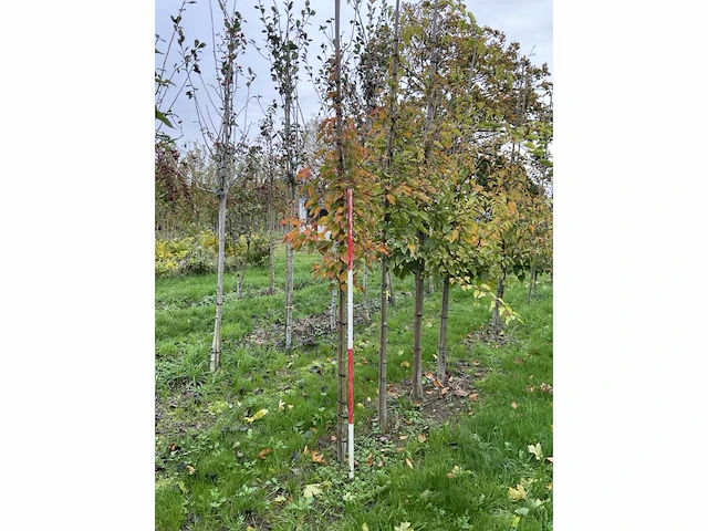 Chinese esdoorn - acer davidii (6x) - afbeelding 2 van  5