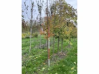 Chinese esdoorn - acer davidii (6x) - afbeelding 2 van  5
