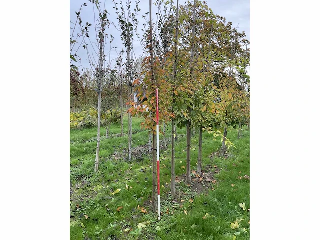 Chinese esdoorn - acer davidii (6x) - afbeelding 3 van  5
