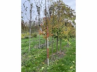 Chinese esdoorn - acer davidii (6x) - afbeelding 3 van  5