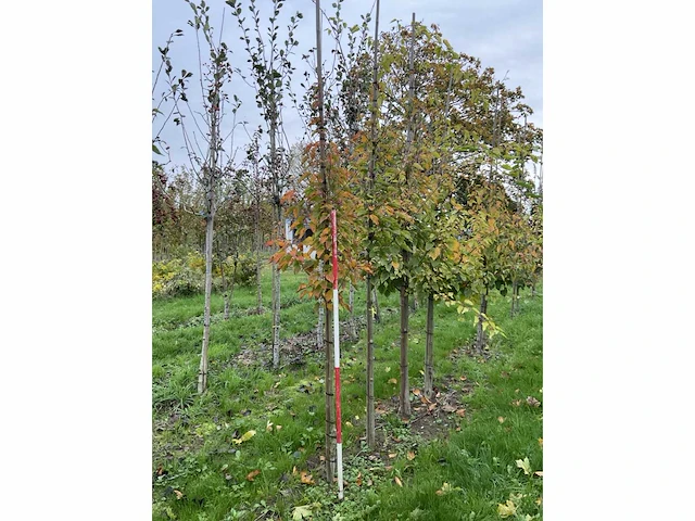 Chinese esdoorn - acer davidii (6x) - afbeelding 4 van  5