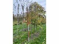 Chinese esdoorn - acer davidii (6x) - afbeelding 4 van  5