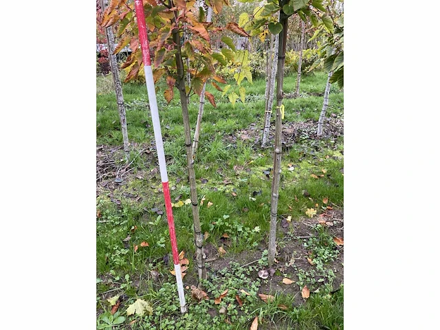 Chinese esdoorn - acer davidii (6x) - afbeelding 5 van  5