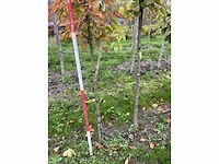 Chinese esdoorn - acer davidii (6x) - afbeelding 5 van  5