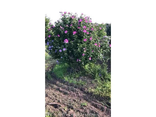 Chinese roos hibiscus syriacus, 200-250 cm - afbeelding 1 van  1