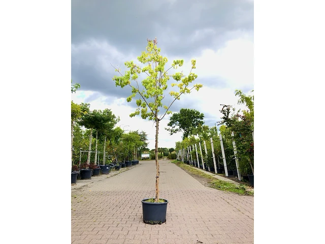 Chinese sering syringa 'gimborn's china pearl', bloesemboom, witte bloei, ca. 3 m hoog - afbeelding 1 van  2