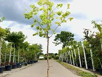 Chinese sering syringa 'gimborn's china pearl', bloesemboom, witte bloei, ca. 3 m hoog - afbeelding 1 van  2