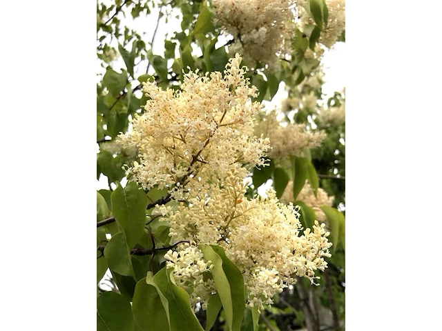 Chinese sering syringa 'gimborn's china pearl', bloesemboom, witte bloei, ca. 3 m hoog - afbeelding 2 van  2