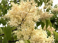 Chinese sering syringa 'gimborn's china pearl', bloesemboom, witte bloei, ca. 3 m hoog - afbeelding 2 van  2