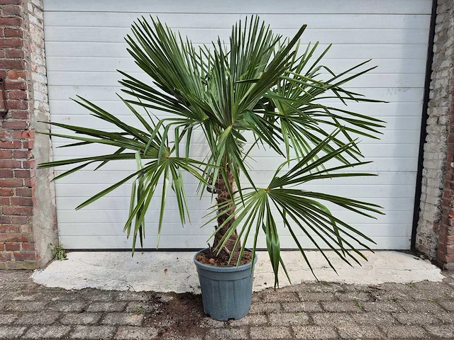 Chinese waaierpalm - trachycarpus fortunei - stamhoogte 30-40 cm - hoogte ca. 160 cm - afbeelding 1 van  3