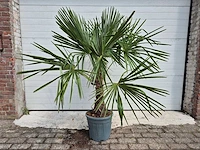 Chinese waaierpalm - trachycarpus fortunei - stamhoogte 30-40 cm - hoogte ca. 160 cm - afbeelding 1 van  3