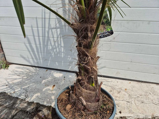 Chinese waaierpalm - trachycarpus fortunei - stamhoogte 30-40 cm - hoogte ca. 160 cm - afbeelding 2 van  3
