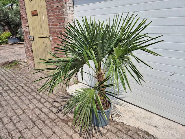 Chinese waaierpalm - trachycarpus fortunei - stamhoogte 30-40 cm - hoogte ca. 160 cm - afbeelding 3 van  3