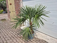 Chinese waaierpalm - trachycarpus fortunei - stamhoogte 30-40 cm - hoogte ca. 160 cm - afbeelding 3 van  3
