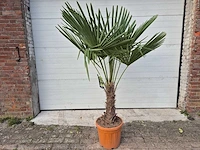 Chinese waaierpalm - trachycarpus fortunei - stamhoogte 30-40 cm - hoogte ca. 180 cm - afbeelding 1 van  4