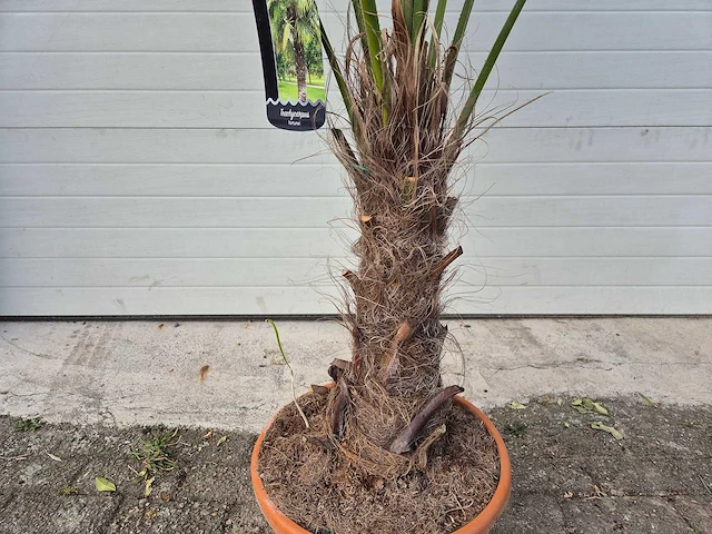 Chinese waaierpalm - trachycarpus fortunei - stamhoogte 30-40 cm - hoogte ca. 180 cm - afbeelding 2 van  4