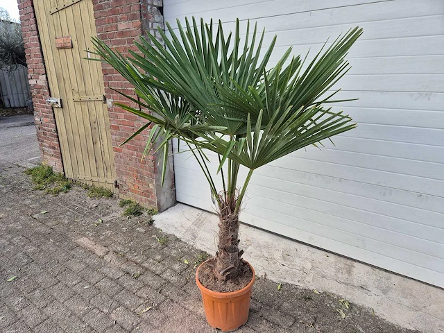 Chinese waaierpalm - trachycarpus fortunei - stamhoogte 30-40 cm - hoogte ca. 180 cm - afbeelding 3 van  4