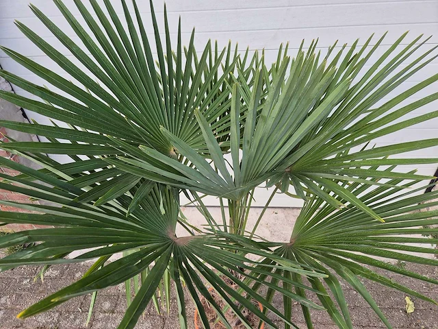 Chinese waaierpalm - trachycarpus fortunei - stamhoogte 30-40 cm - hoogte ca. 180 cm - afbeelding 4 van  4
