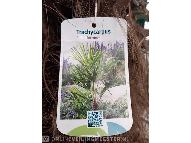 Chinese waaierpalm, trachycarpus fortunei - afbeelding 2 van  13